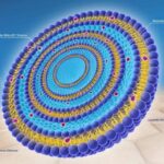 Se démarquer avec les liposomes multilamellaires