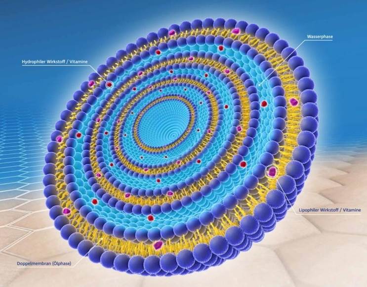 Se démarquer avec les liposomes multilamellaires