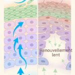 Schéma du renouvellement cellulaire de la peau et son ralentissement avec l'âge