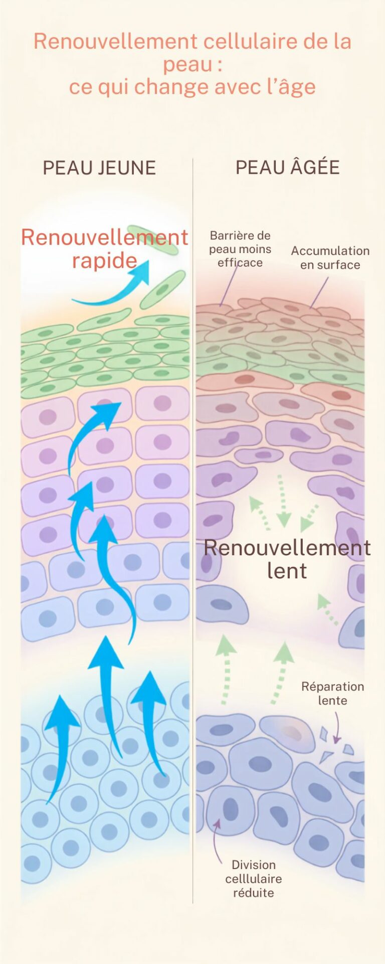 Le ralentissement du renouvellement cellulaire expliqué
